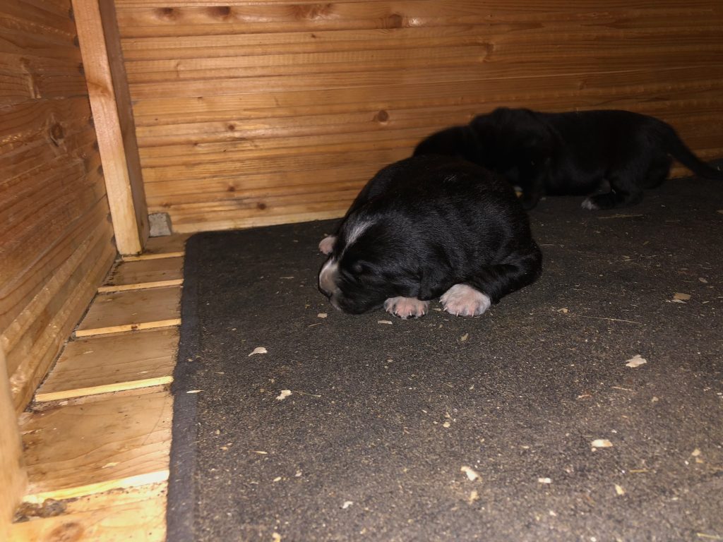 Hundewelpen